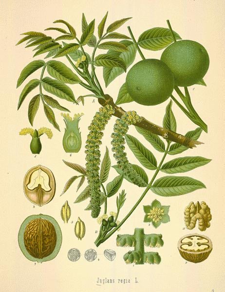 Black Walnut Tree