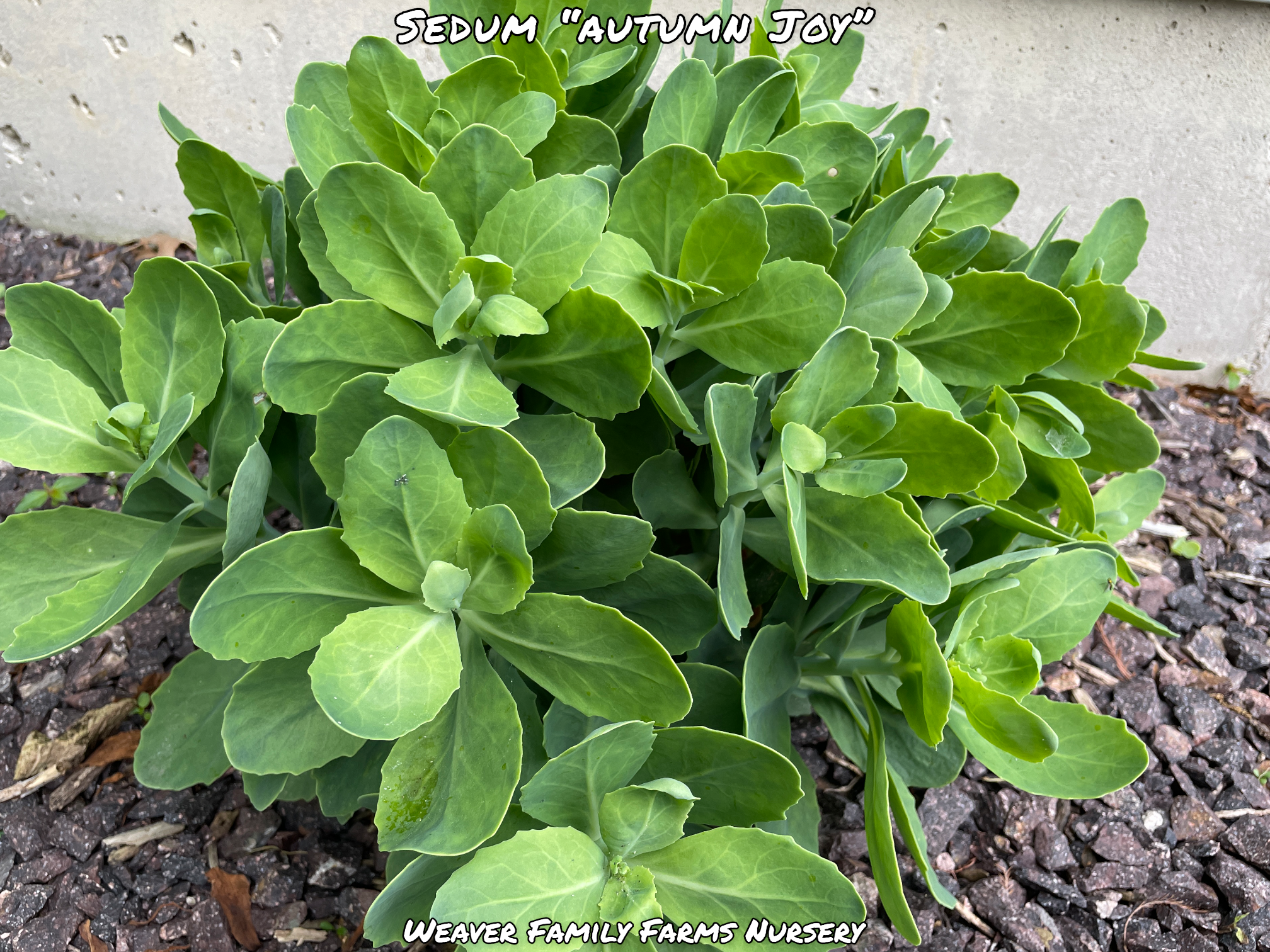 Sedum 'Autumn Joy'