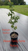 Washington Hawthorn Tree