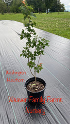 Washington Hawthorn Tree