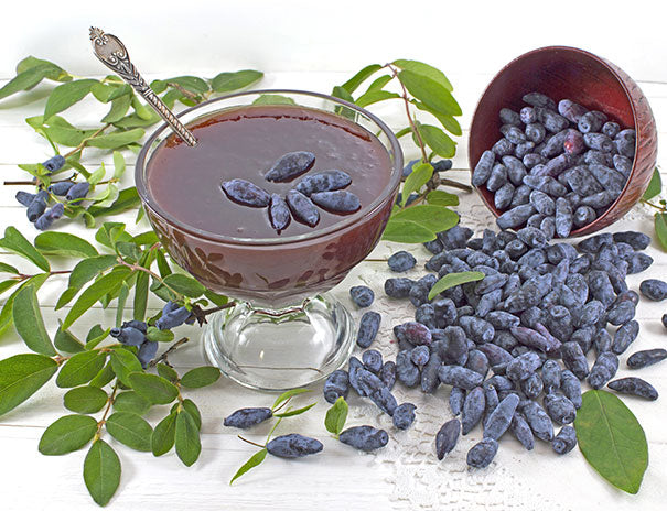 Honeyberry 'Indigo Treat' Haskap
