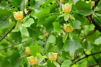 Tulip Poplar Tree