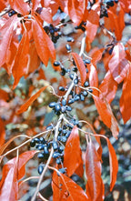 Black Gum Tree