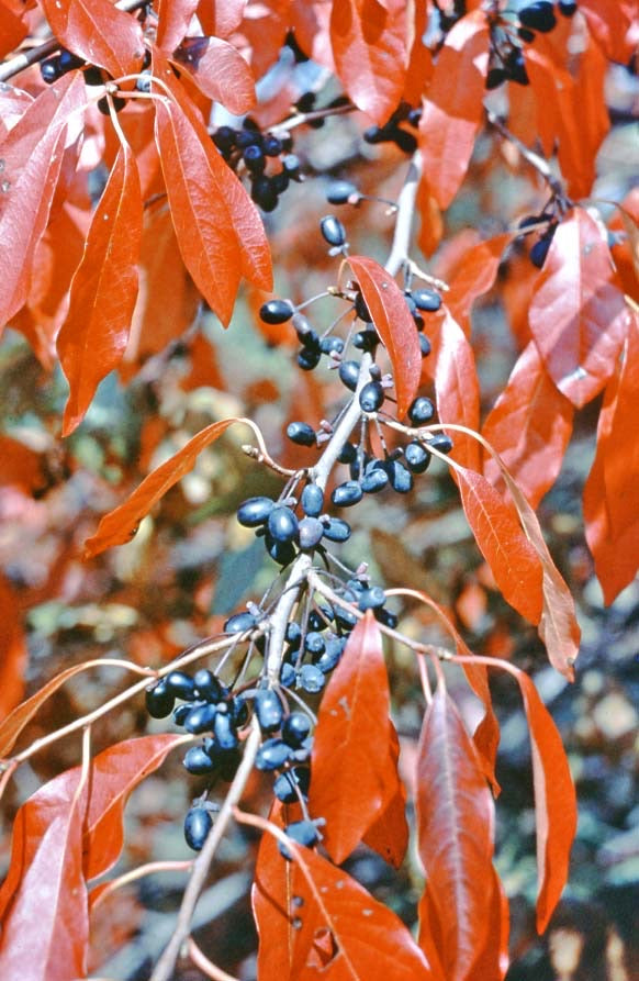 Black Gum Tree