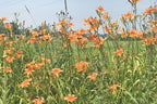 Original Orange Daylily