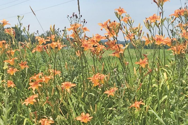 Original Orange Daylily