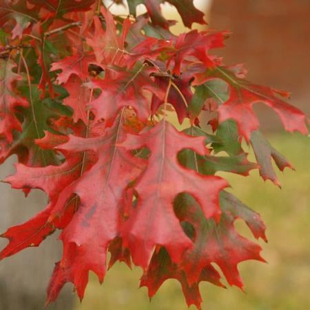 Shumard Oak Tree