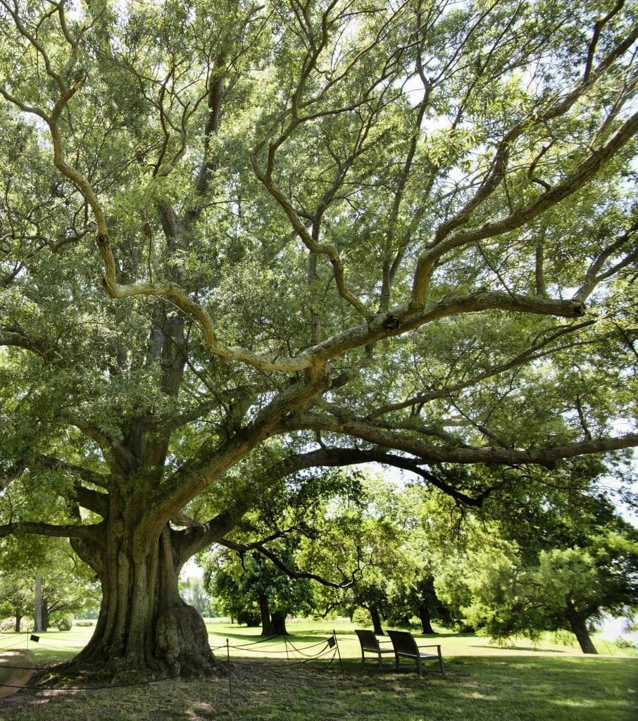 Willow Oak Tree