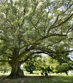 Willow Oak Tree