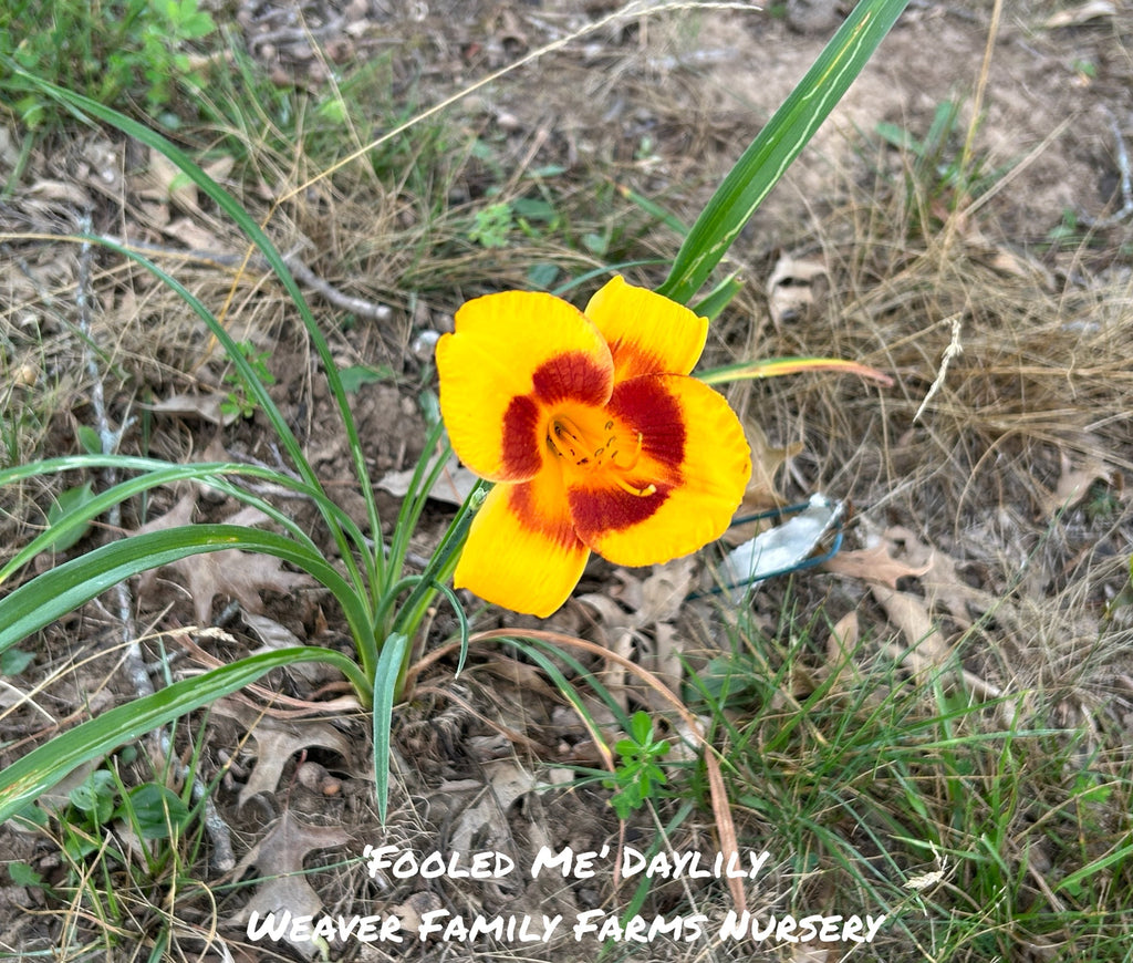 Daylily 'Fooled Me'