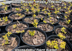 Spirea 'Gold Mound'