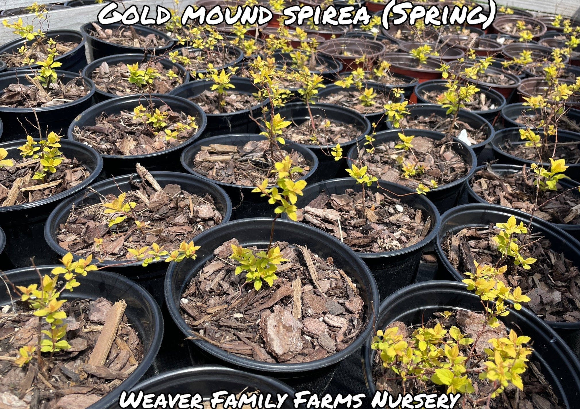 Spirea 'Gold Mound'
