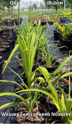 Original Orange Daylily