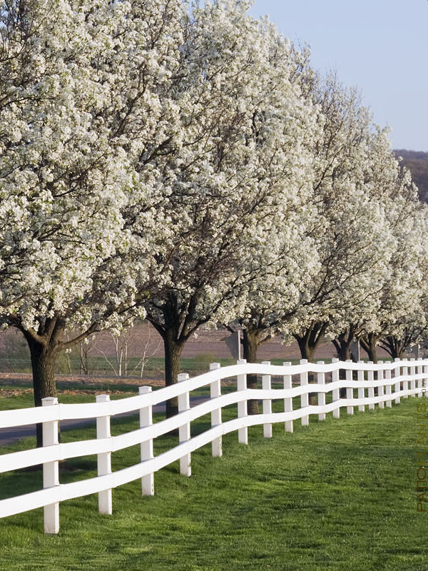White Dogwood Tree