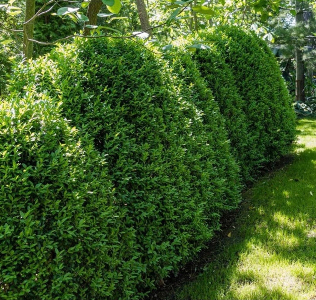 Boxwood 'Green Mountain'