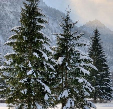 Norway Spruce Tree