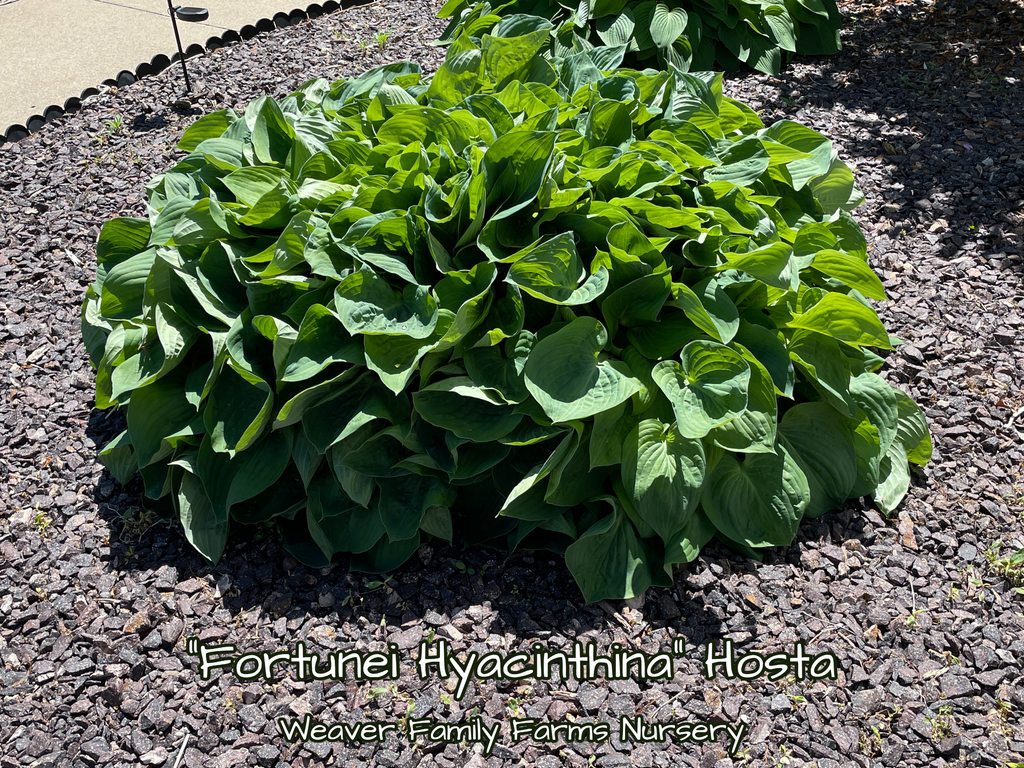 Giant Green Hosta