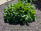 Giant Green Hosta