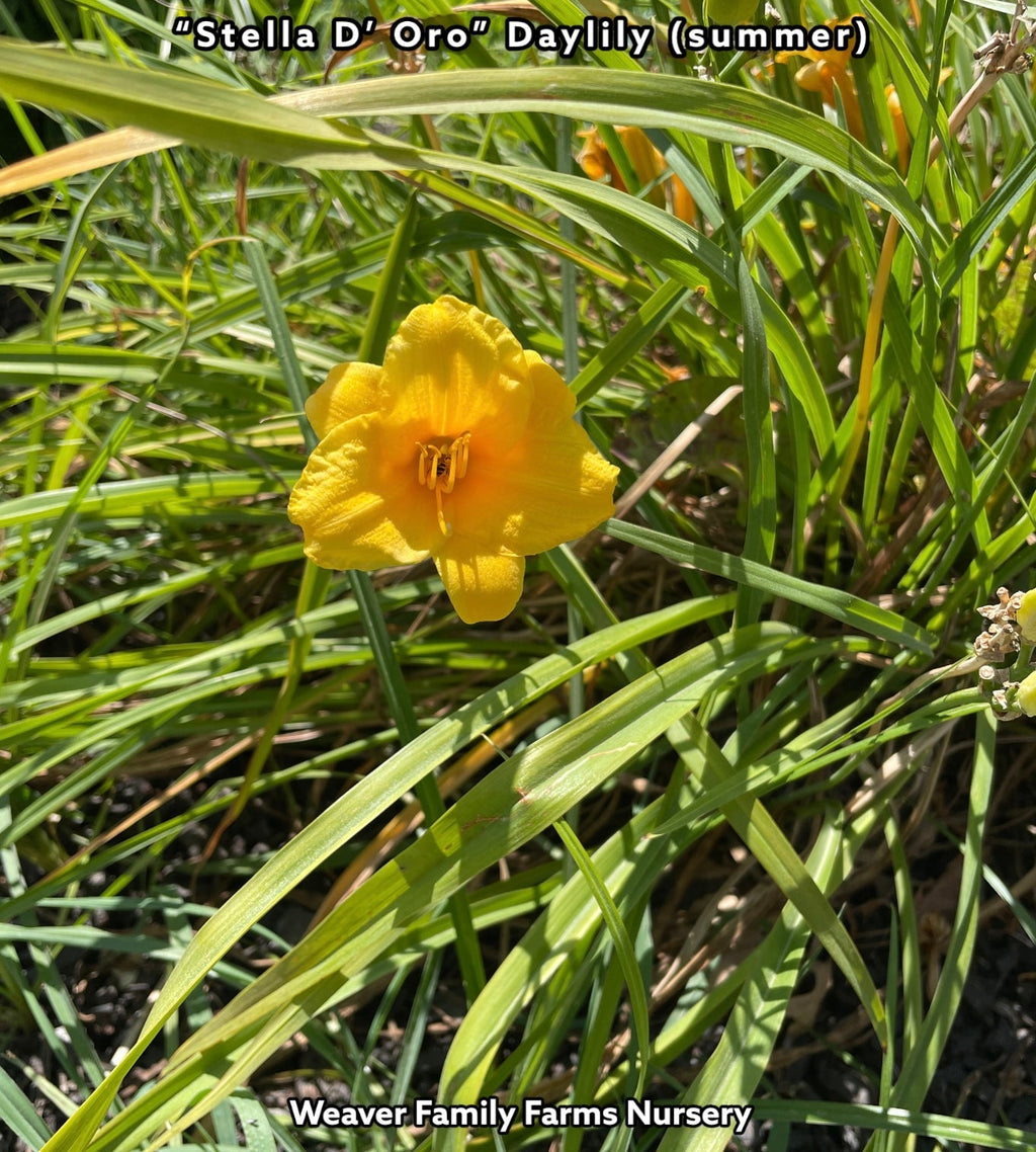 Daylily 'Stella D’ Oro'