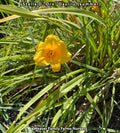 Daylily 'Stella D’ Oro'