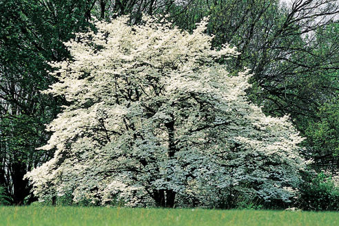 White Dogwood Tree