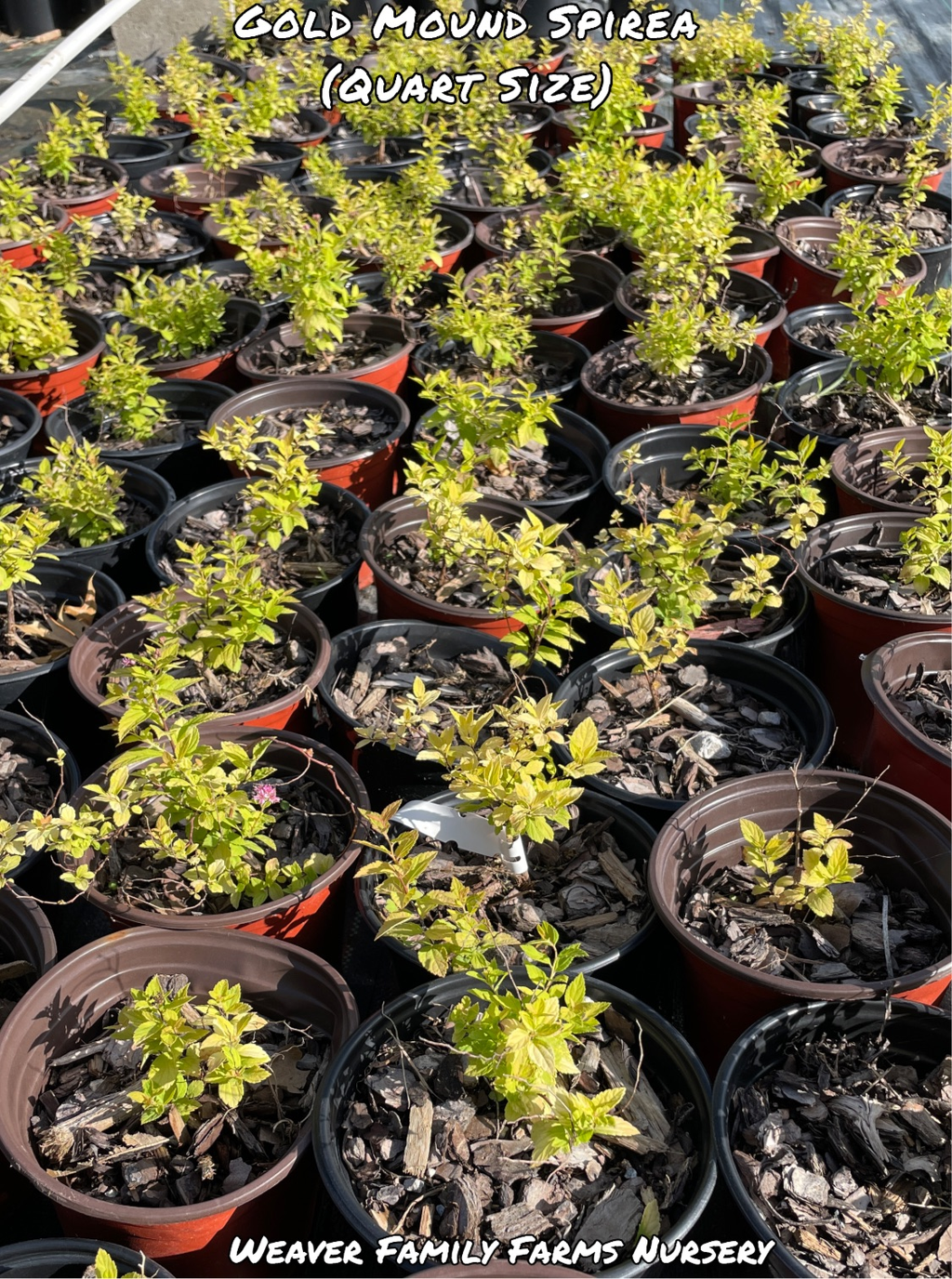 Spirea 'Gold Mound'
