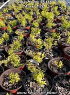 Spirea 'Gold Mound'