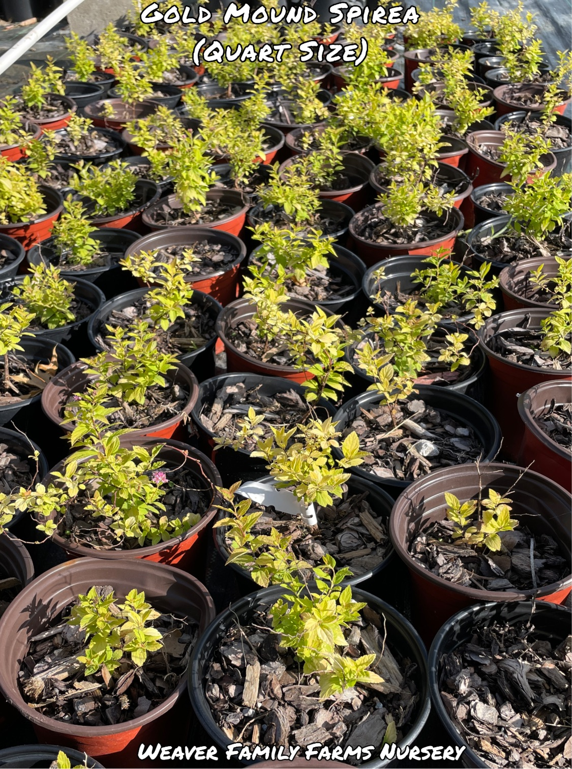 Spirea 'Gold Mound'