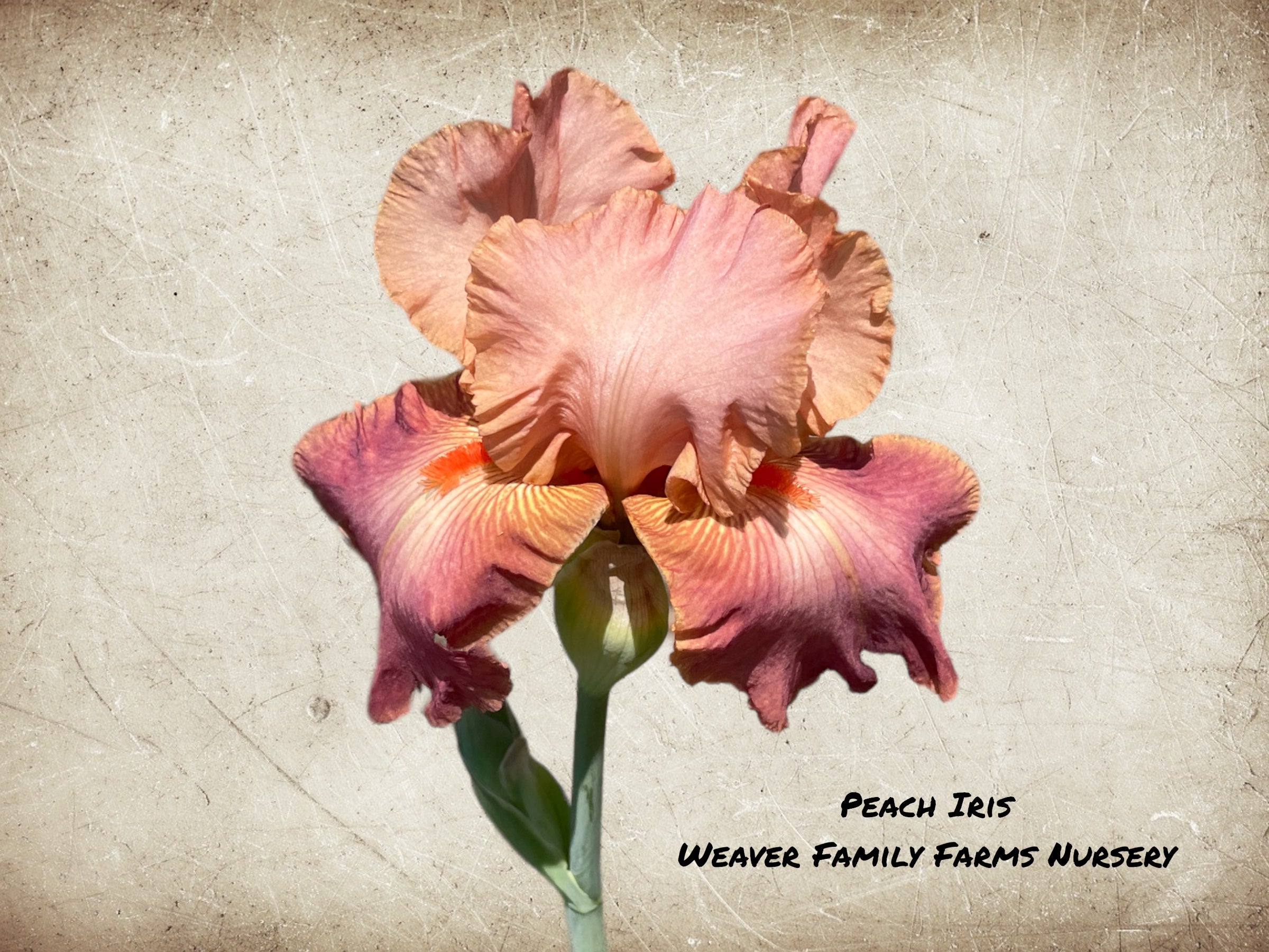 Iris 'Peach'