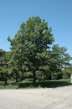 Shumard Oak Tree