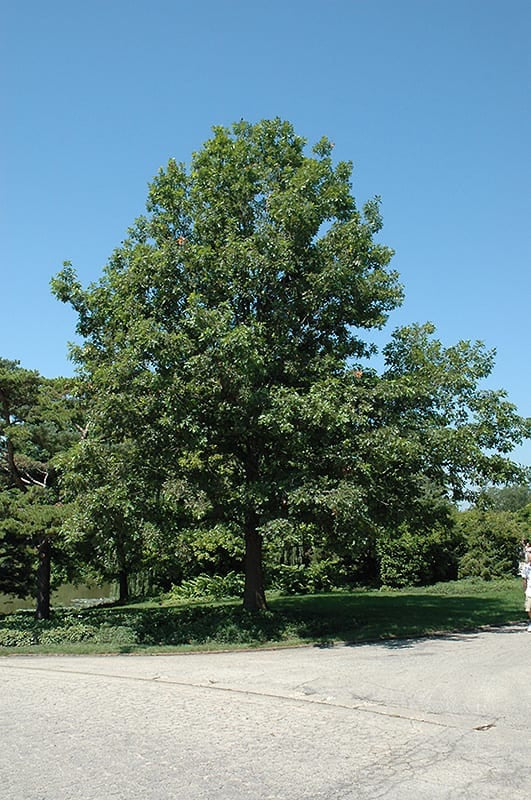 Shumard Oak Tree