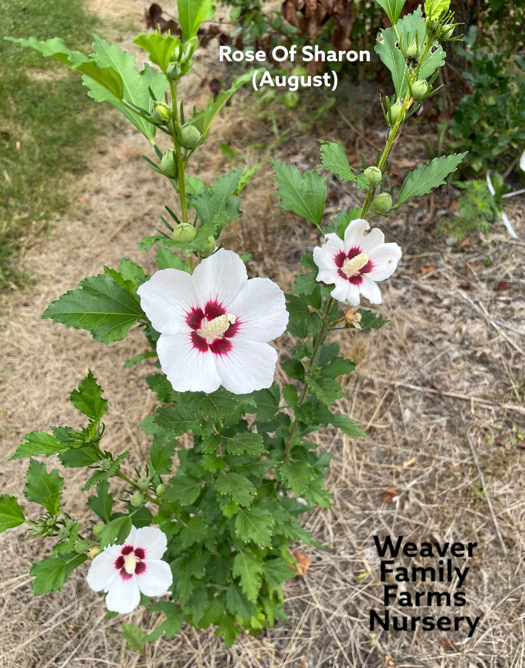 Rose Of Sharon
