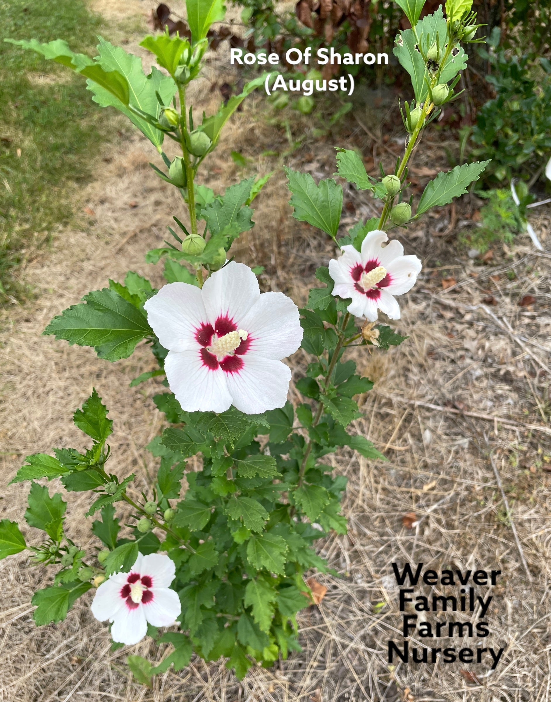 Rose Of Sharon