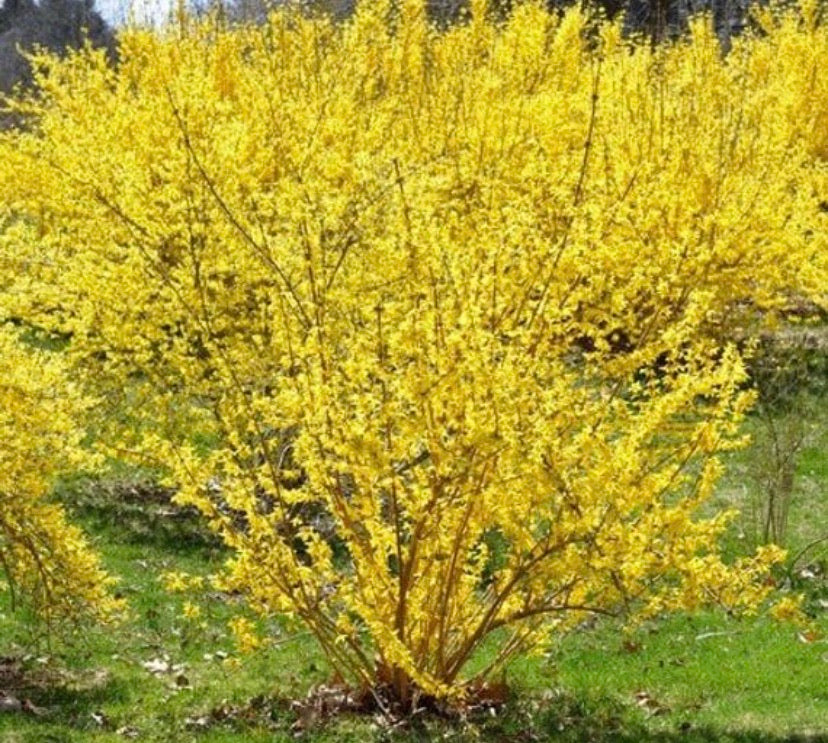 Forsythia