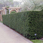 Yew 'Hicks'