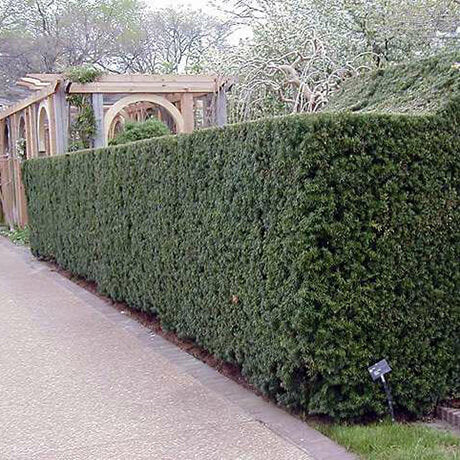 Yew 'Hicks'