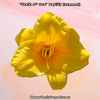 Daylily 'Stella D’ Oro'