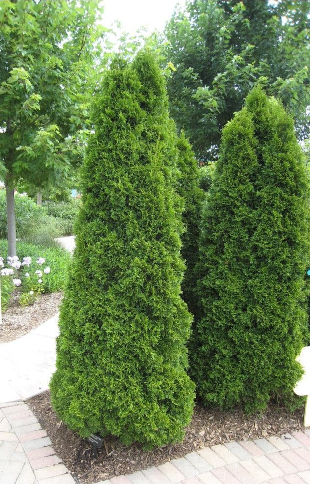 Arborvitae 'Emerald Green'
