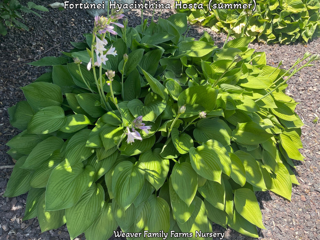 Giant Green Hosta