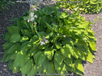 Giant Green Hosta