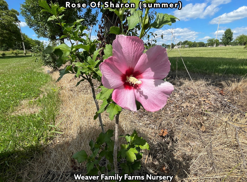 Rose Of Sharon