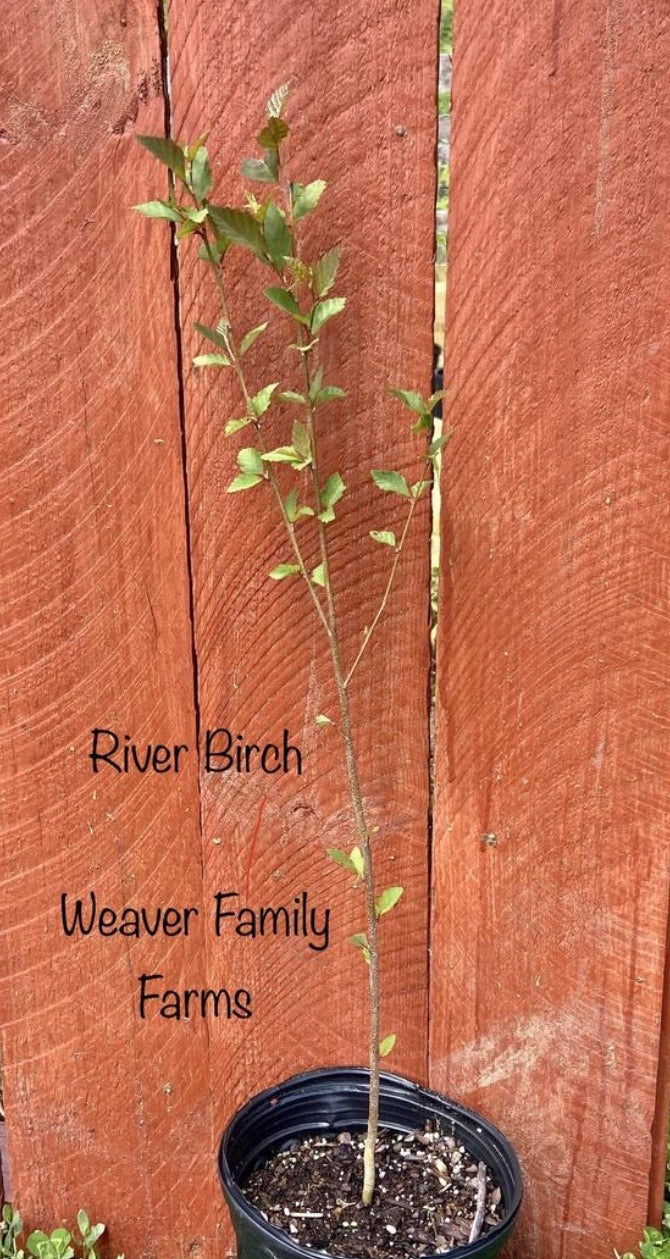 River Birch Tree