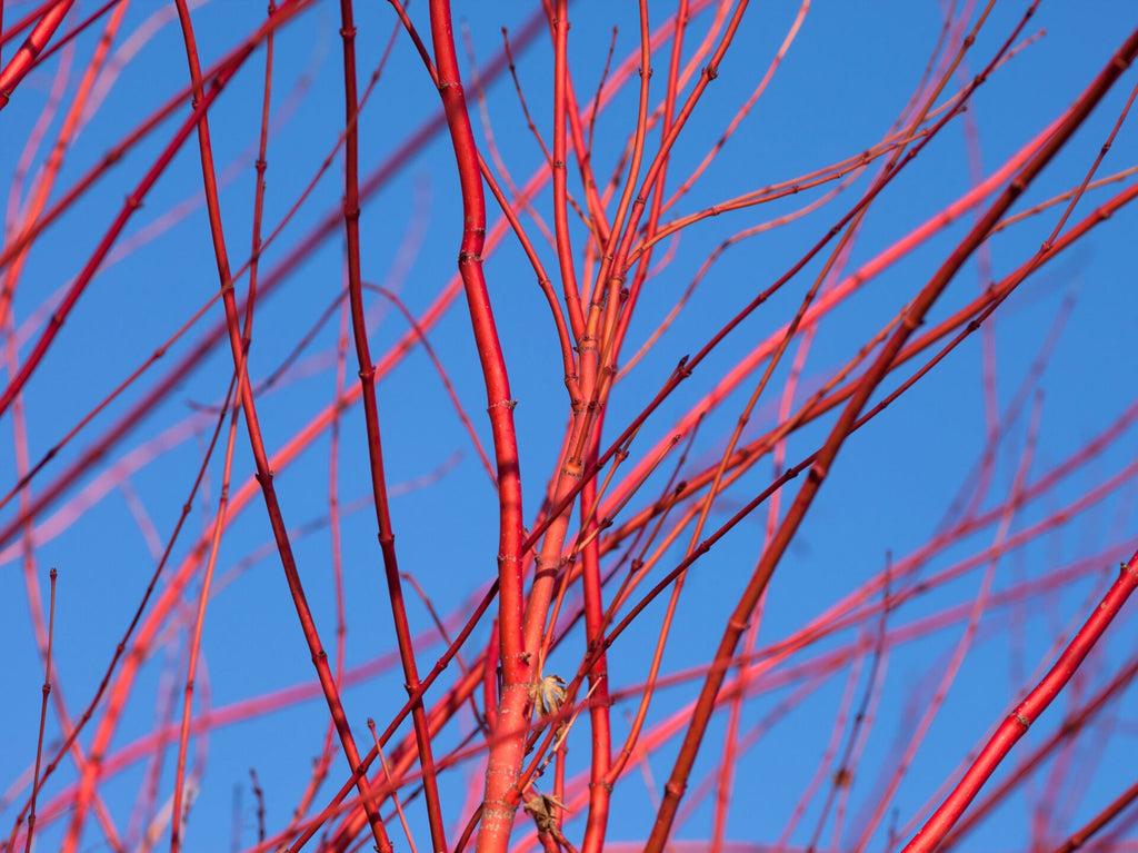 Red Twig Dogwood