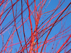 Red Twig Dogwood