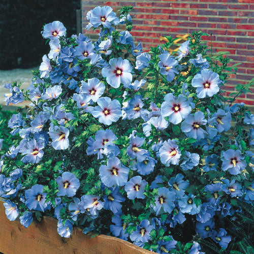 Rose Of Sharon