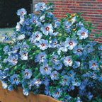 Rose Of Sharon