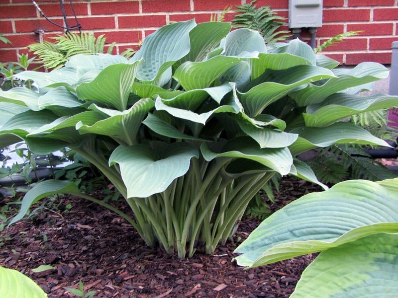 Upright Hosta 'Krossa Regal'