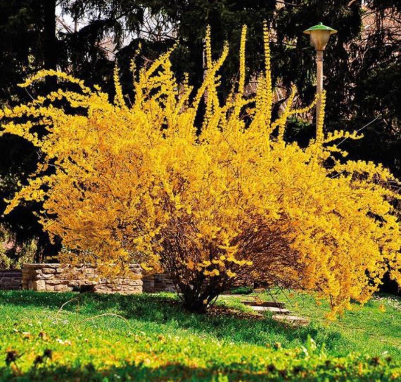 Forsythia