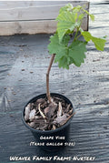 Grape Vine 'Jupiter'