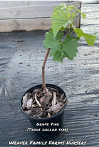 Grape Vine 'Jupiter'